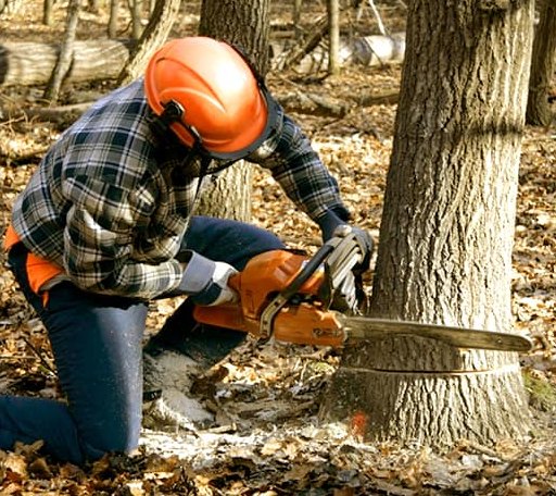 Tree Removal in Plymouth, NE